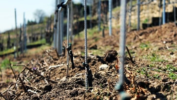 WeinKultur pflanzt für die Zukunft