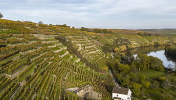 Gesucht: Betriebsleiter oder Mitarbeiter im Weinbau