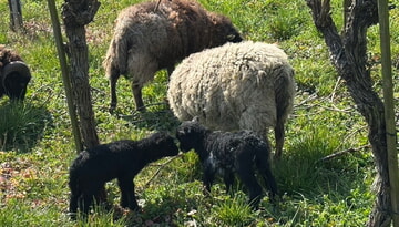 Bretonische Zwergschafe verst&auml;rken das Team der WeinKultur